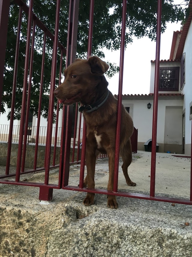 18年ポルトガルのワイナリーの犬たち 店長ヒロノのブログ ポルトガルワインと輸入食材 メルカード ポルトガル