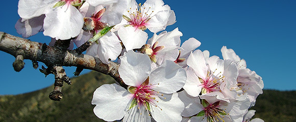 アーモンドの花。ピンクと白で桜にそっくり。(http://www.verportugal.net/)