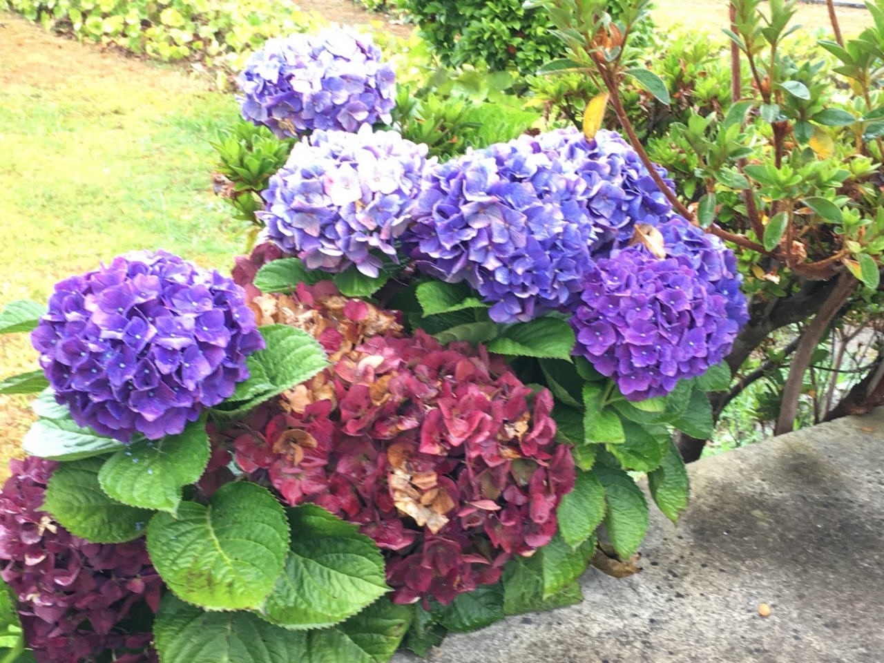 日本では珍しい色の紫陽花。今回、紫陽花の写真を何枚撮ったことか・・。